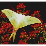 Indian Moon Moth Actias selene 15 eggs or 10 larvae according to availability.